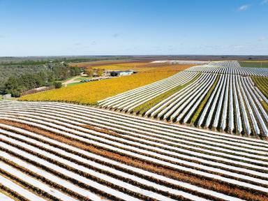 Horticulture For Sale - VIC - Kenley - 3597 - KENLEY VINEYARD  (Image 2)