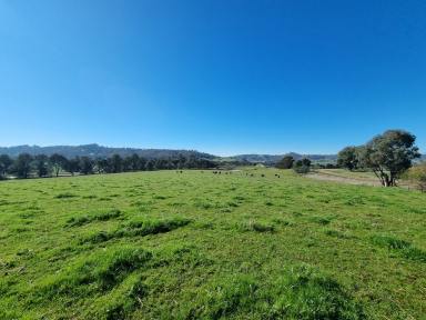 Residential Block For Sale - NSW - Gundagai - 2722 - 22 Acres on the Hume Highway  (Image 2)