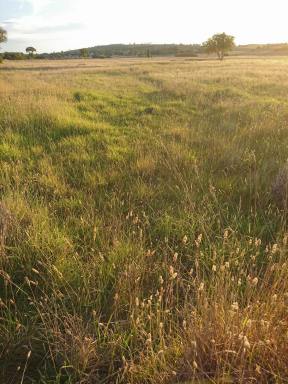 Livestock For Sale - NSW - Dalton - 2581 - Rural Land, Walsh's Road, Dalton NSW 2581  (Image 2)