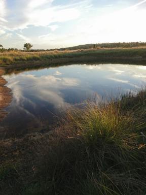 Livestock For Sale - NSW - Dalton - 2581 - Rural Land, Walsh's Road, Dalton NSW 2581  (Image 2)