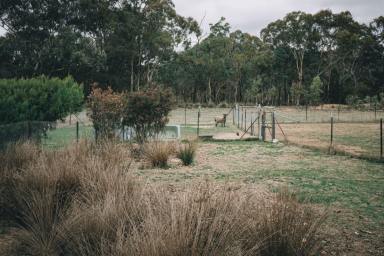 Acreage/Semi-rural For Sale - NSW - Emmaville - 2371 - Priced To Sell  (Image 2)