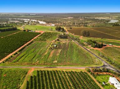 Horticulture For Sale - VIC - Red Cliffs - 3496 - Your Next Chapter Starts on the River's Edge  (Image 2)