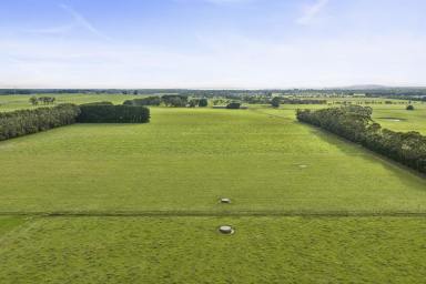 Dairy For Sale - VIC - Pirron Yallock - 3249 - QUALITY COLAC DISTRICT DAIRY FARM  (Image 2)