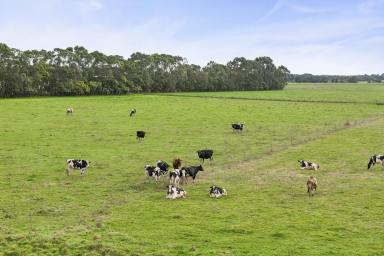 Dairy For Sale - VIC - Pirron Yallock - 3249 - QUALITY COLAC DISTRICT DAIRY FARM  (Image 2)