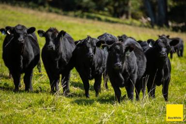 Other (Rural) For Sale - NSW - Dorrigo - 2453 - 'Wongalea' Dorrigo Plateau  (Image 2)