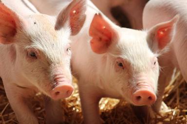 Mixed Farming For Sale - NSW - Kyogle - 2474 - EXPRESSIONS OF INTEREST - “GLENGOWRIE” & “JACKSONS FLAT” PIGGERY AND LIVESTOCK PROPERTIES  (Image 2)