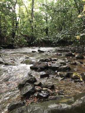 Residential Block For Sale - QLD - Cape Tribulation - 4873 - Rare Elevated 1.48ha Rainforest Acreage Privacy, Access & Location  (Image 2)