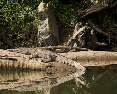 Business For Sale - QLD - Kuranda - 4881 - The closest Wet Tropics World Heritage river-based experience to Cairns (Image 2)
