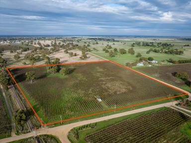 Lifestyle For Sale - SA - Coonawarra - 5263 - "Coonawarra" Land - Divestment Opportunities  (Image 2)