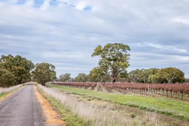 Lifestyle For Sale - SA - Coonawarra - 5263 - "Coonawarra" Land - Divestment Opportunities  (Image 2)