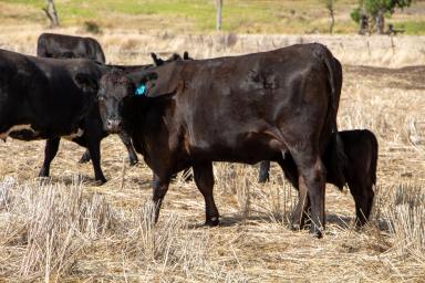 Mixed Farming For Sale - NSW - Inverell - 2360 - Productive Farm in the Delungra District  (Image 2)