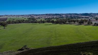 Mixed Farming For Sale - NSW - Inverell - 2360 - Productive Farm in the Delungra District  (Image 2)