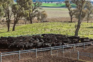 Mixed Farming For Sale - NSW - Walcha - 2354 - LARGE SCALE WALCHA BREEDING COUNTRY (Image 2)