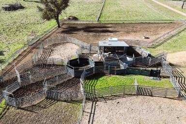 Mixed Farming For Sale - NSW - Walcha - 2354 - LARGE SCALE WALCHA BREEDING COUNTRY (Image 2)