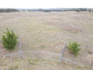 Livestock For Sale - NSW - Wayo - 2580 - 40 Fully Fenced Acres, Perfect Grazing Country, Hobby Farm, Weekend Recreation. (Image 2)