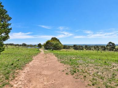 Livestock For Sale - NSW - Wayo - 2580 - 40 Fully Fenced Acres, Perfect Grazing Country, Hobby Farm, Weekend Recreation.  (Image 2)