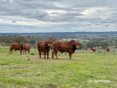 Mixed Farming For Sale - NSW - Inverell - 2360 - PRODUCTIVE GRAZING COUNTRY WITH INCOME POTENTIAL (Image 2)