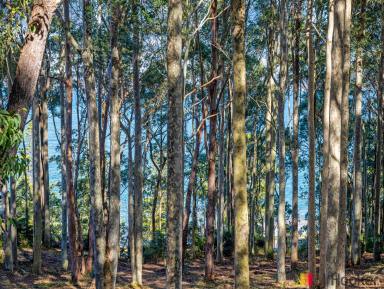 Residential Block For Sale - NSW - Long Beach - 2536 - First time for sale in over 55 years - Last of their kind 'Coastal blocks'  (Image 2)