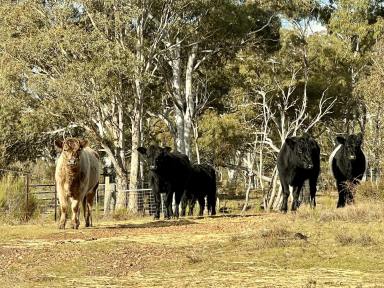 Lifestyle For Sale - NSW - Windellama - 2580 - 200 Acres, Graze, Ride, Enjoy & Build Your Country Home or Hobby Farm  (Image 2)
