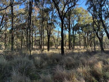 Residential Block For Sale - QLD - Stanthorpe - 4380 - This could be your new Country Retreat  (Image 2)