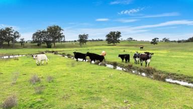 Mixed Farming For Sale - NSW - Loomberah - 2340 - Loomberah Park (Image 2)
