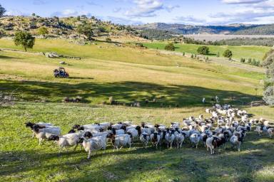 Mixed Farming Auction - NSW - Wyangala - 2808 - 1,141ACRE* GRAZING OPERATION WITH EXCEPTIONAL WATER VIEWS OVER WYANGALA WATERS! (Image 2)