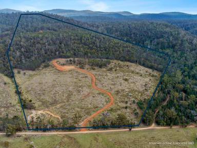Residential Block For Sale - TAS - Bicheno - 7215 - Lot 13 / 524 Rosedale Road, Bicheno  (Image 2)