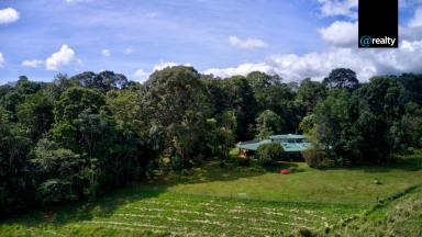 House For Sale - QLD - Ravenshoe - 4888 - Unique and Private Rainforest Sanctuary- Ravenshoe  (Image 2)