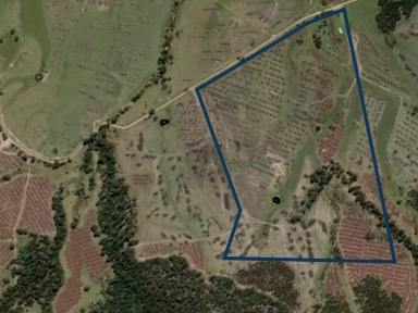 Residential Block For Sale - TAS - Bicheno - 7215 - Open To You And Your Dreams (Image 2)