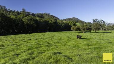 Lifestyle Auction - NSW - Wards River - 2422 - Riverfront Grazing Meets Picture Perfect Production At Scale  (Image 2)