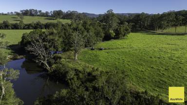 Lifestyle Auction - NSW - Wards River - 2422 - Riverfront Grazing Meets Picture Perfect Production At Scale  (Image 2)