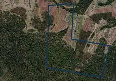 Residential Block For Sale - TAS - Bicheno - 7215 - Privacy In A Bush Setting (Image 2)