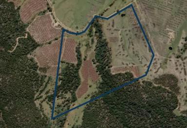 Residential Block For Sale - TAS - Bicheno - 7215 - Creek, Pasture, Bush and Privacy (Image 2)