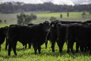 Mixed Farming For Sale - NSW - Merriwa - 2329 - Productive Irrigation and Cattle Enterprise (Image 2)