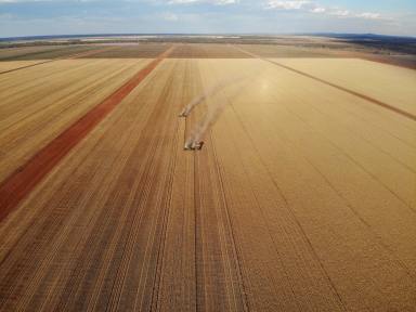 Cropping For Sale - NSW - Hillston - 2675 - Institutional Grade Mixed Horticulture & Cropping Operation (Image 2)