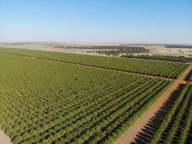 Cropping For Sale - NSW - Hillston - 2675 - Institutional Grade Mixed Horticulture & Cropping Operation (Image 2)
