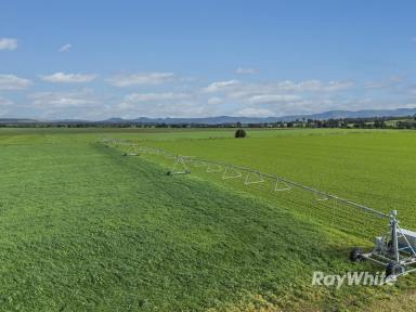 Lifestyle For Sale - NSW - Singleton - 2330 - Highly Productive Irrigation Property with Extensive Water Entitlement  (Image 2)