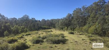 Other (Rural) For Sale - NSW - Bulga Forest - 2429 - YOUR ESCAPE FROM CITY LIGHTS  (Image 2)