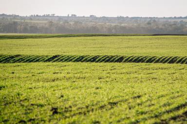 Mixed Farming For Sale - QLD - Inglestone - 4422 - Large-Scale Cropping & Grazing in the Western Downs Feedlot Corridor  (Image 2)