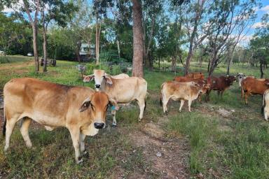 House For Sale - NT - Batchelor - 0845 - This has all the right ingredients!  (Image 2)