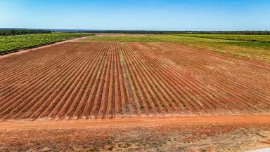 Horticulture For Sale - NT - Katherine - 0850 - FOXALICIOUS – Organic Mango and Asparagus Farm (Image 2)