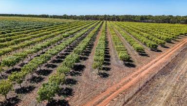 Horticulture For Sale - NT - Katherine - 0850 - FOXALICIOUS – Organic Mango and Asparagus Farm (Image 2)