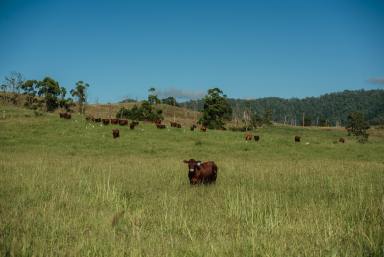 Residential Block For Sale - NSW - Wiangaree - 2474 - Affordable, Easy-Build 1.2 Acre Block  (Image 2)