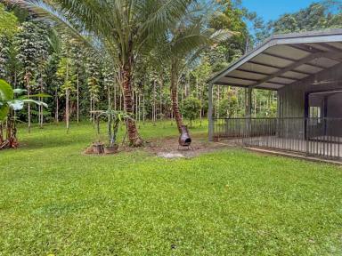 House For Sale - QLD - Daintree - 4873 - MORE THAN MEETS THE EYE... (Image 2)