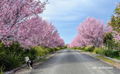 Acreage/Semi-rural For Sale - NSW - Inverell - 2360 - COME HOME TO 'TOMAREE'  (Image 2)