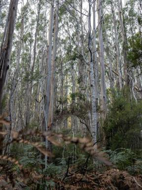 Residential Block For Sale - TAS - Loyetea - 7316 - Private Rural Bush Retreat  (Image 2)