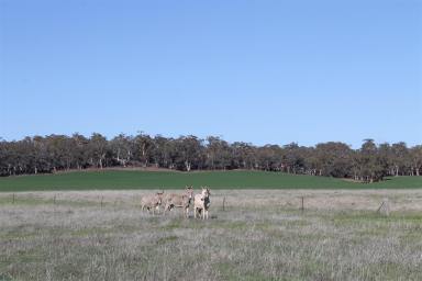 Lifestyle For Sale - WA - York - 6302 - Glenoban, 278 Myanarra Road, Daliak - York - First Time Offered in Twenty Years  (Image 2)