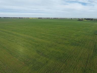 Mixed Farming Tender - NSW - Berry Jerry - 2701 - IDEAL COOLAMON PROPERTY  (Image 2)
