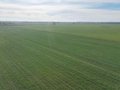 Mixed Farming Tender - NSW - Berry Jerry - 2701 - IDEAL COOLAMON PROPERTY  (Image 2)