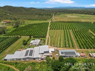 Horticulture For Sale - QLD - Biboohra - 4880 - A Rare Blend of Horticultural Excellence and Country Living (Image 2)
